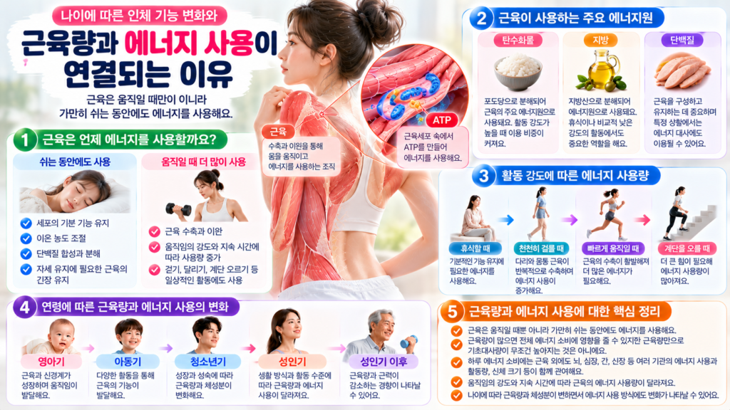 근육이 휴식 중에도 에너지를 사용하고 신체 활동 시 ATP 소비가 증가하는 과정과 연령별 근육량 변화를 설명한 이미지