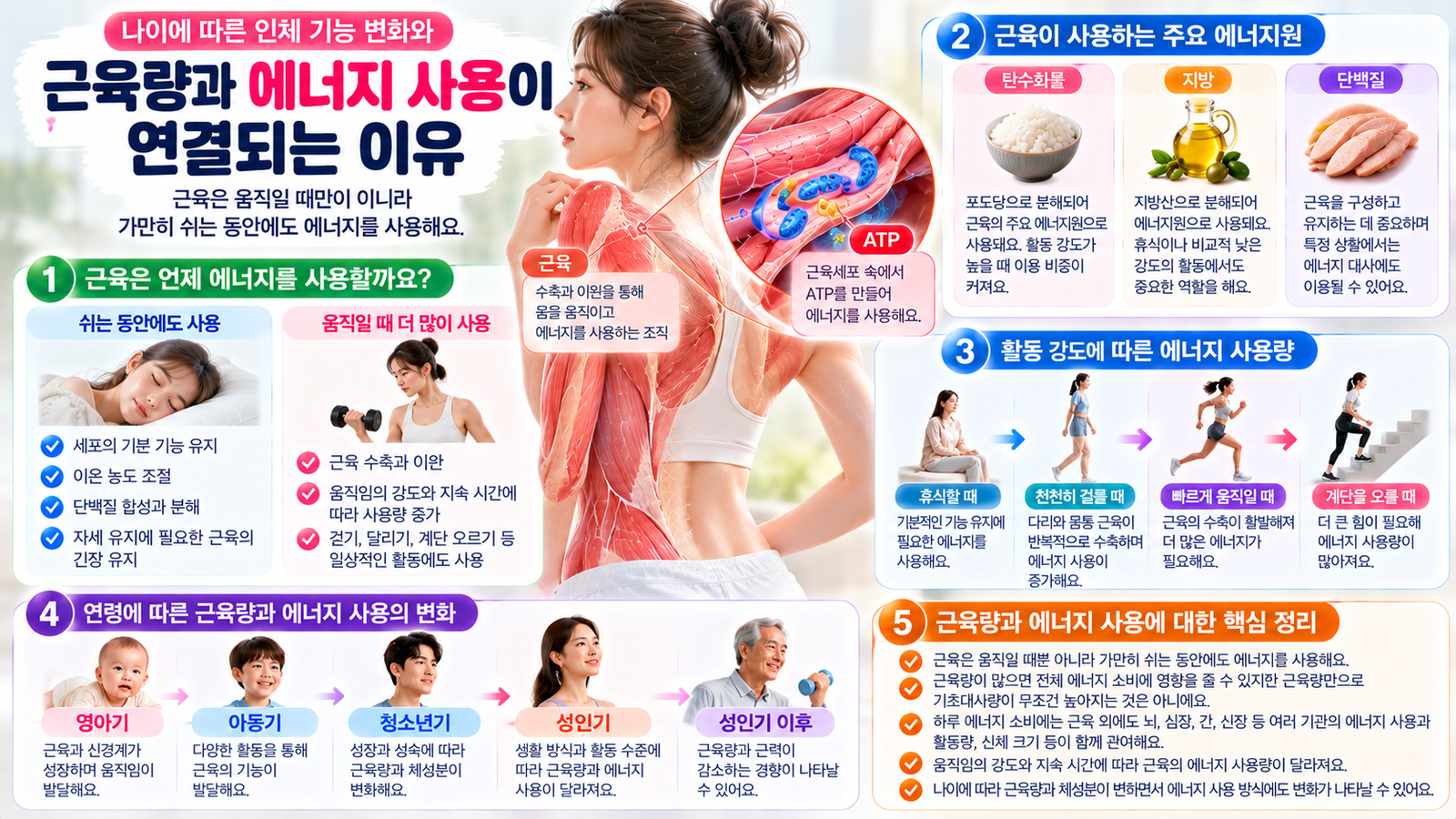 근육이 휴식 중에도 에너지를 사용하고 신체 활동 시 ATP 소비가 증가하는 과정과 연령별 근육량 변화를 설명한 이미지