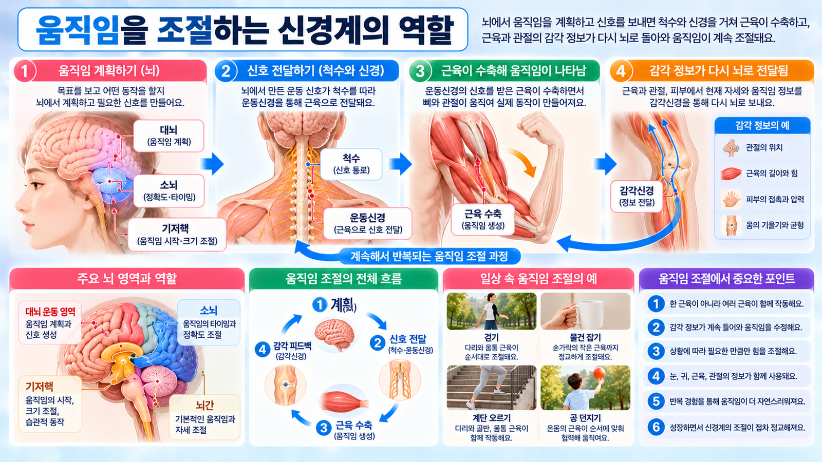 뇌에서 만들어진 운동 신호가 척수와 운동신경을 따라 근육으로 전달되고 근육과 관절의 감각 정보가 다시 뇌로 올라가 움직임을 계속 조절하는 과정을 보여주는 가로형 교육 이미지