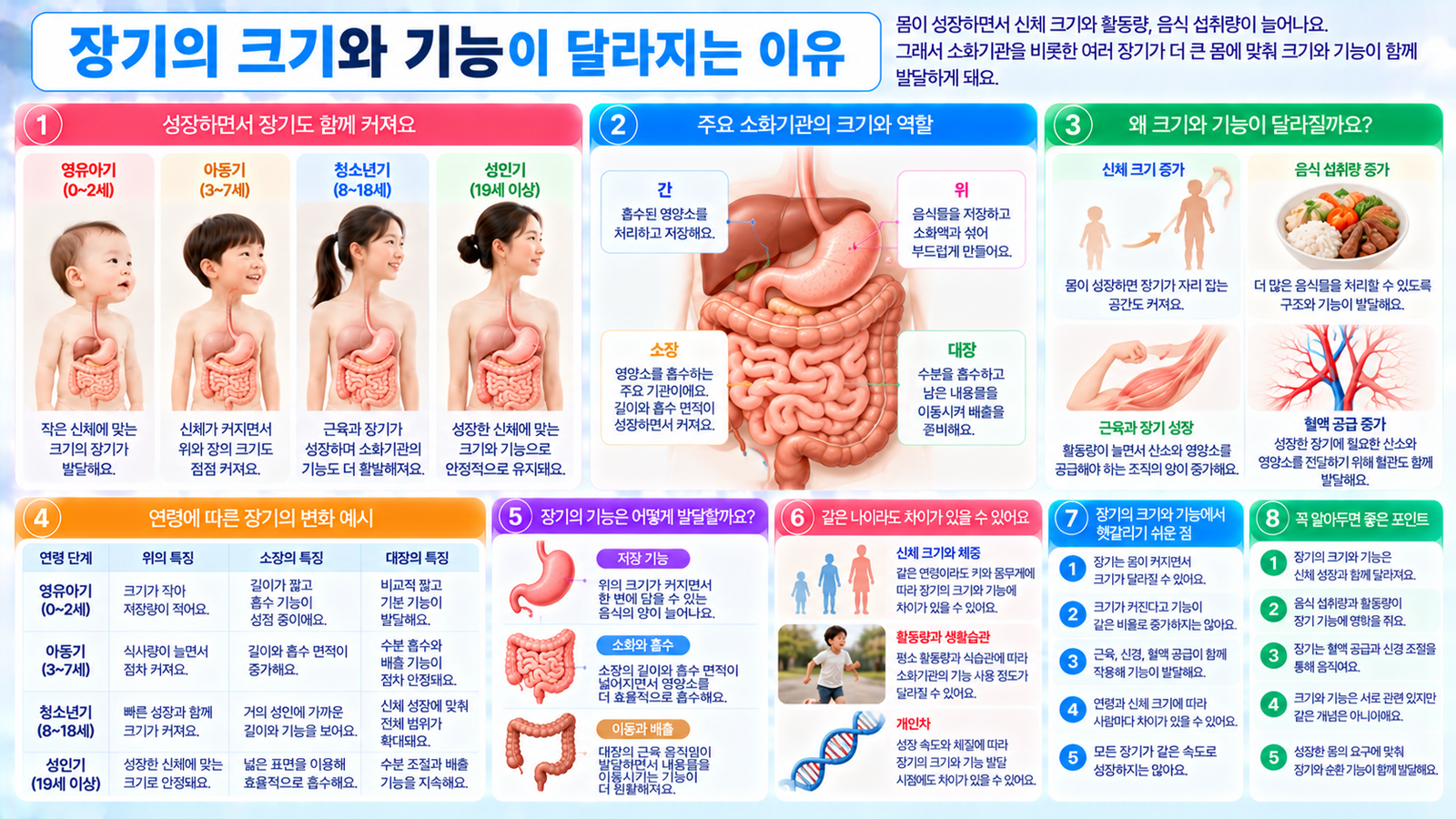 영유아기부터 성인기까지 몸이 성장하면서 위 소장 대장 등 소화기관의 크기가 달라지고 음식 저장 이동 소화 흡수 기능이 신체 크기와 식사량에 맞춰 변화하는 과정을 보여주는 가로형 교육 이미지