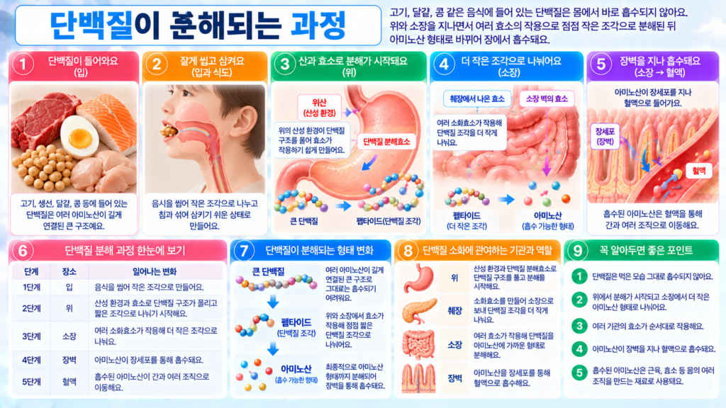 고기 달걀 콩 같은 단백질 음식이 위에서 산과 효소의 작용으로 작은 단백질 조각으로 분해되고 소장에서 아미노산 형태까지 나뉜 뒤 장벽을 지나 혈액으로 흡수되는 과정을 보여주는 가로형 교육 이미지