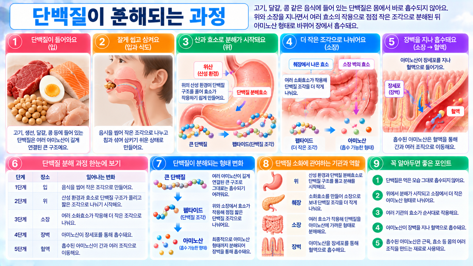 고기 달걀 콩 같은 단백질 음식이 위에서 산과 효소의 작용으로 작은 단백질 조각으로 분해되고 소장에서 아미노산 형태까지 나뉜 뒤 장벽을 지나 혈액으로 흡수되는 과정을 보여주는 가로형 교육 이미지
