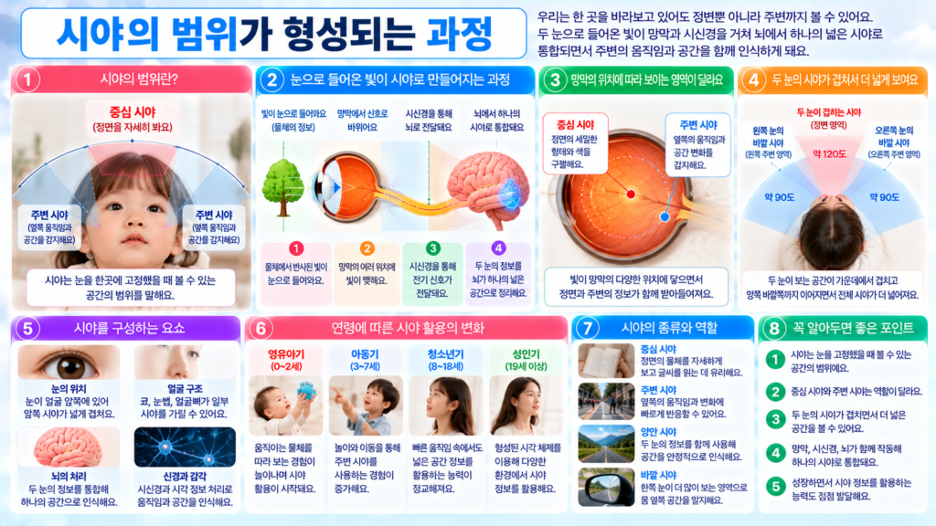 두 눈이 정면을 바라볼 때 중심 시야와 주변 시야가 형성되고 양쪽 눈의 겹치는 영역과 바깥쪽 영역에서 들어온 정보가 망막과 시신경을 거쳐 뇌에서 하나의 넓은 시야로 통합되는 과정을 보여주는 가로형 교육 이미지