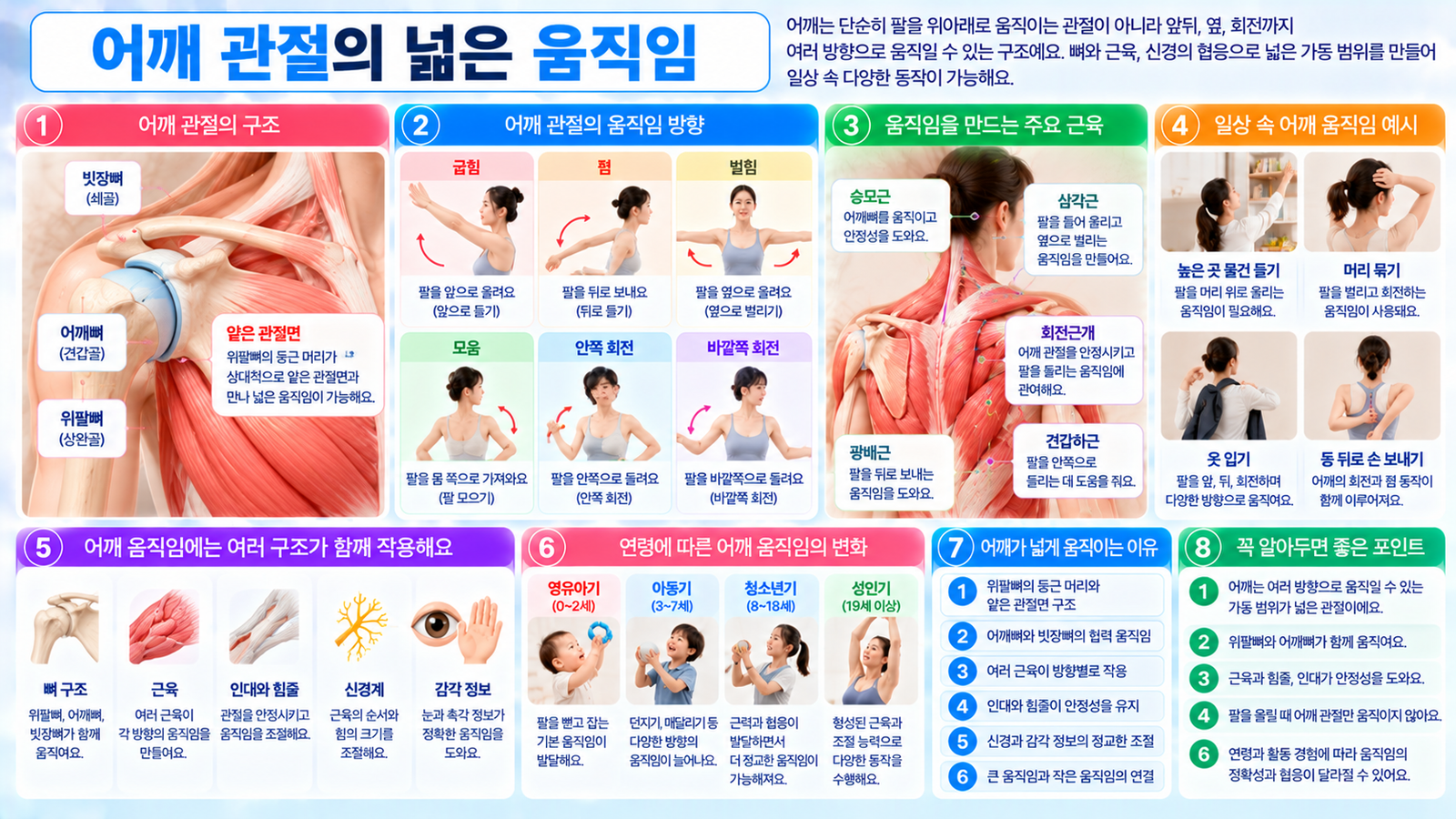 위팔뼈와 어깨뼈가 이루는 어깨 관절에서 팔을 앞뒤와 옆으로 움직이고 회전할 때 어깨뼈와 주변 근육이 함께 움직여 넓은 가동 범위를 만드는 과정을 보여주는 가로형 교육 이미지